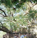 釈迦尊がウルヴェーラ村のアシュヴァッタ樹の下で瞑想に入られ悟りを開いた菩提樹。