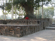 釈迦尊の従兄弟で高弟でもあったアーナンダが植えたものの一つとされるアーナンダの菩提樹。